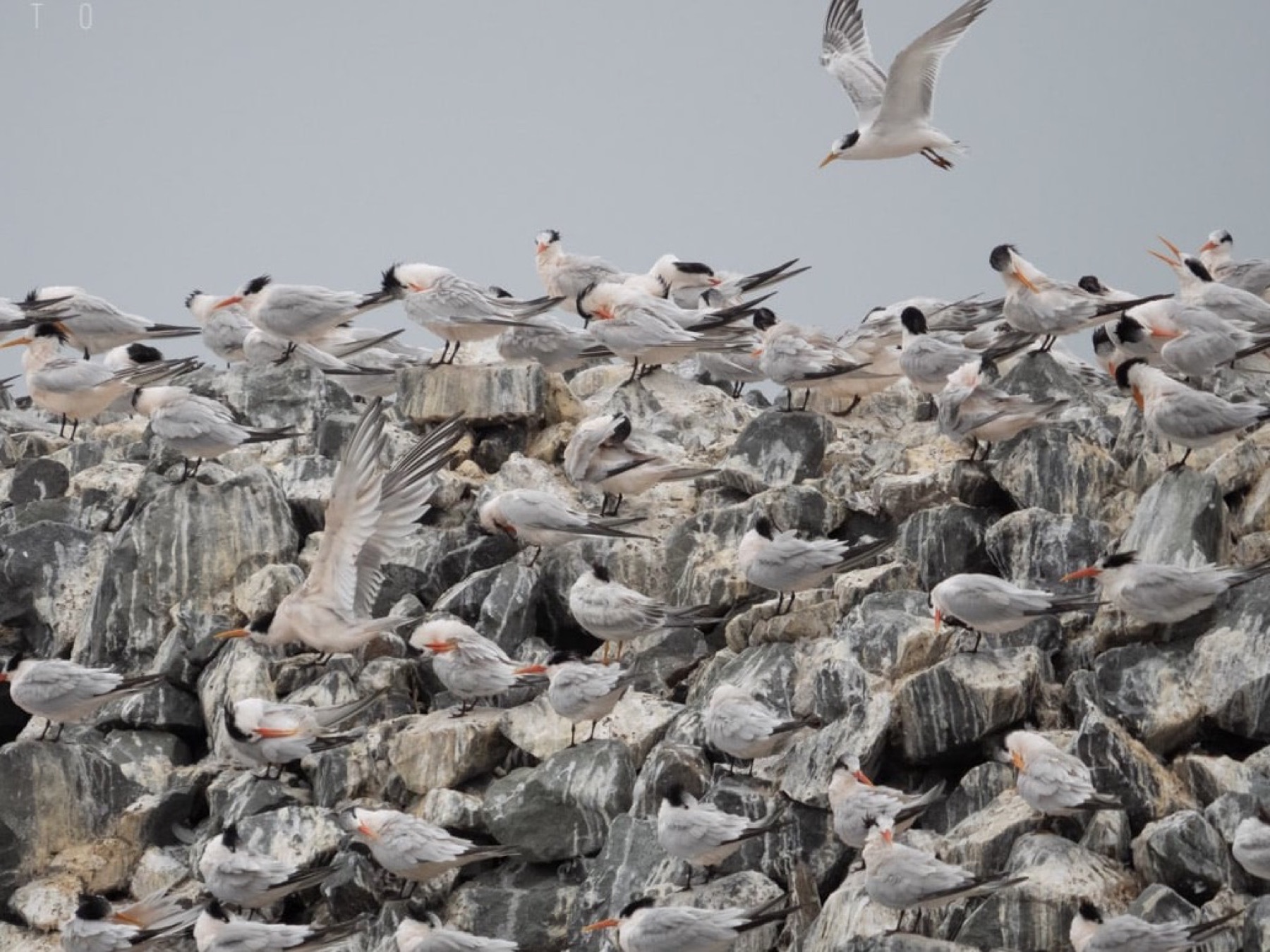 Elegant terns crowd a rocky breakwater, some preening, while one flies overhead.