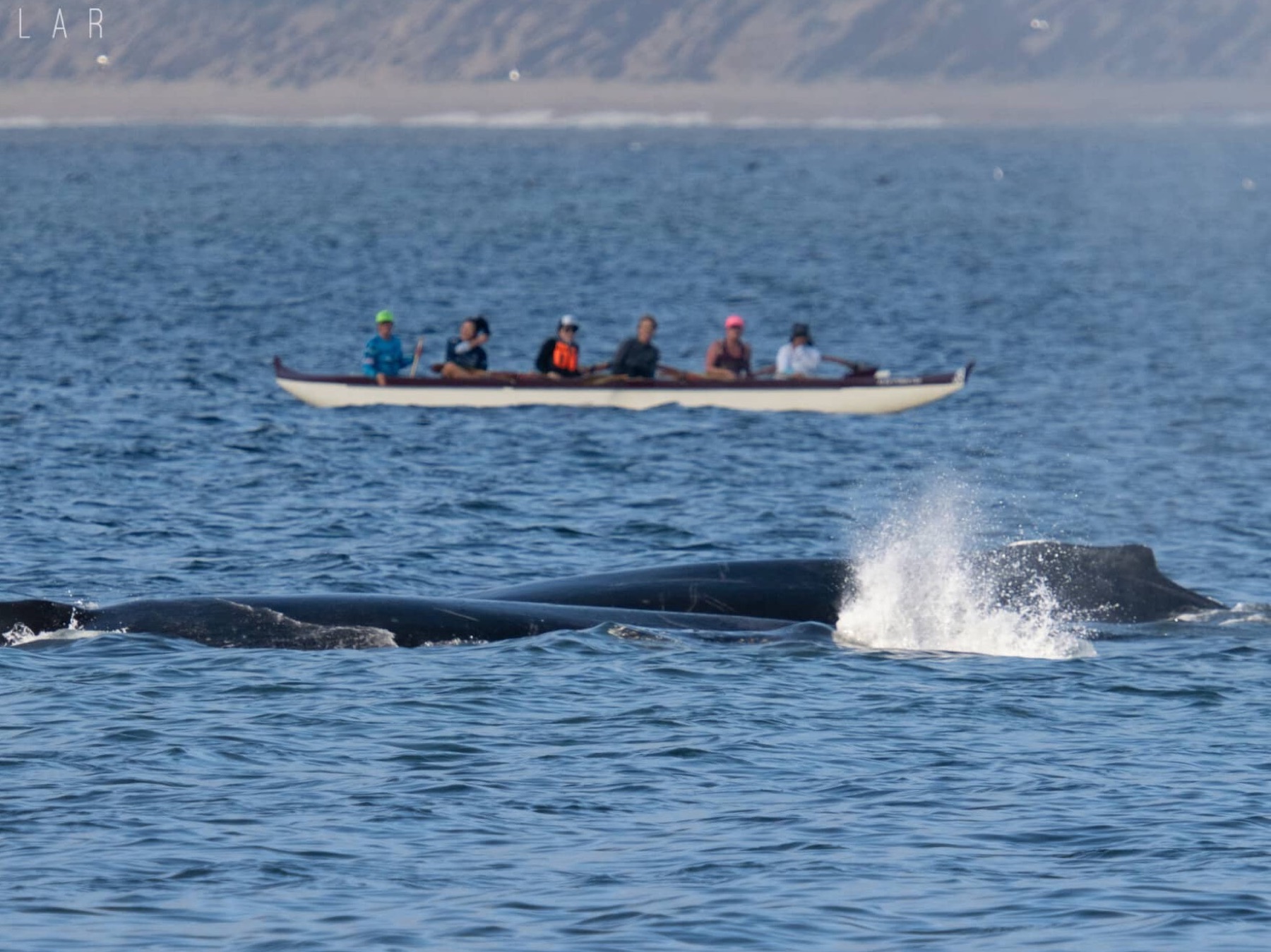 Two humpback whales surface and spout in front of an outrigger canoe of paddlers on Monterey Bay.