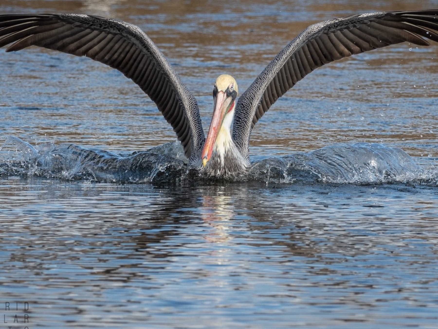 Brown pelican with wings raised high splashes across the water as it takes off.