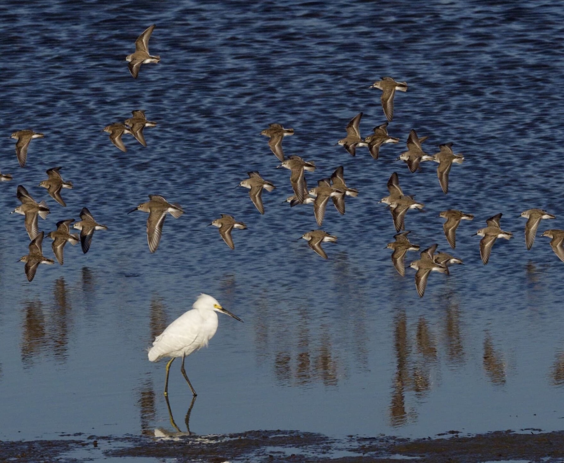 A flock of migrating shorebirds flies low over the water past a snowy egret wading in the shallows.