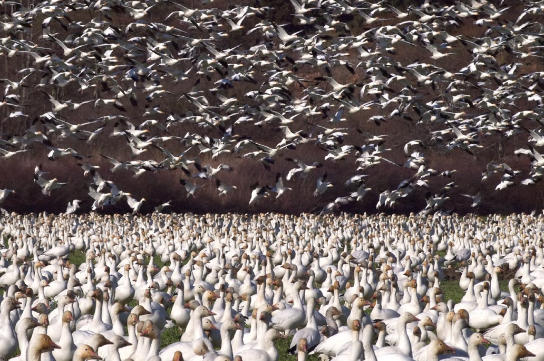Thousands of snow geese fill a green field on Fir Island, Washington, as more fly in low above them.