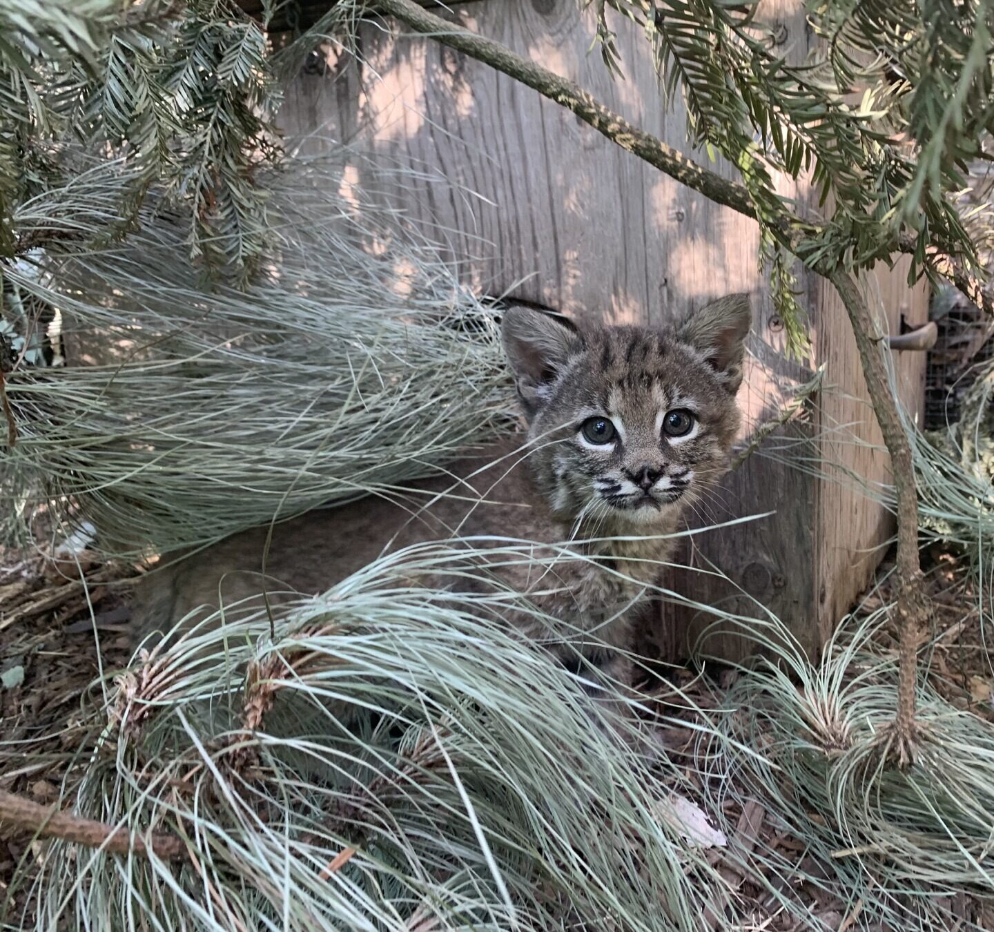 Bobcat kitten in care peers out from tall grass beside a wooden den box.