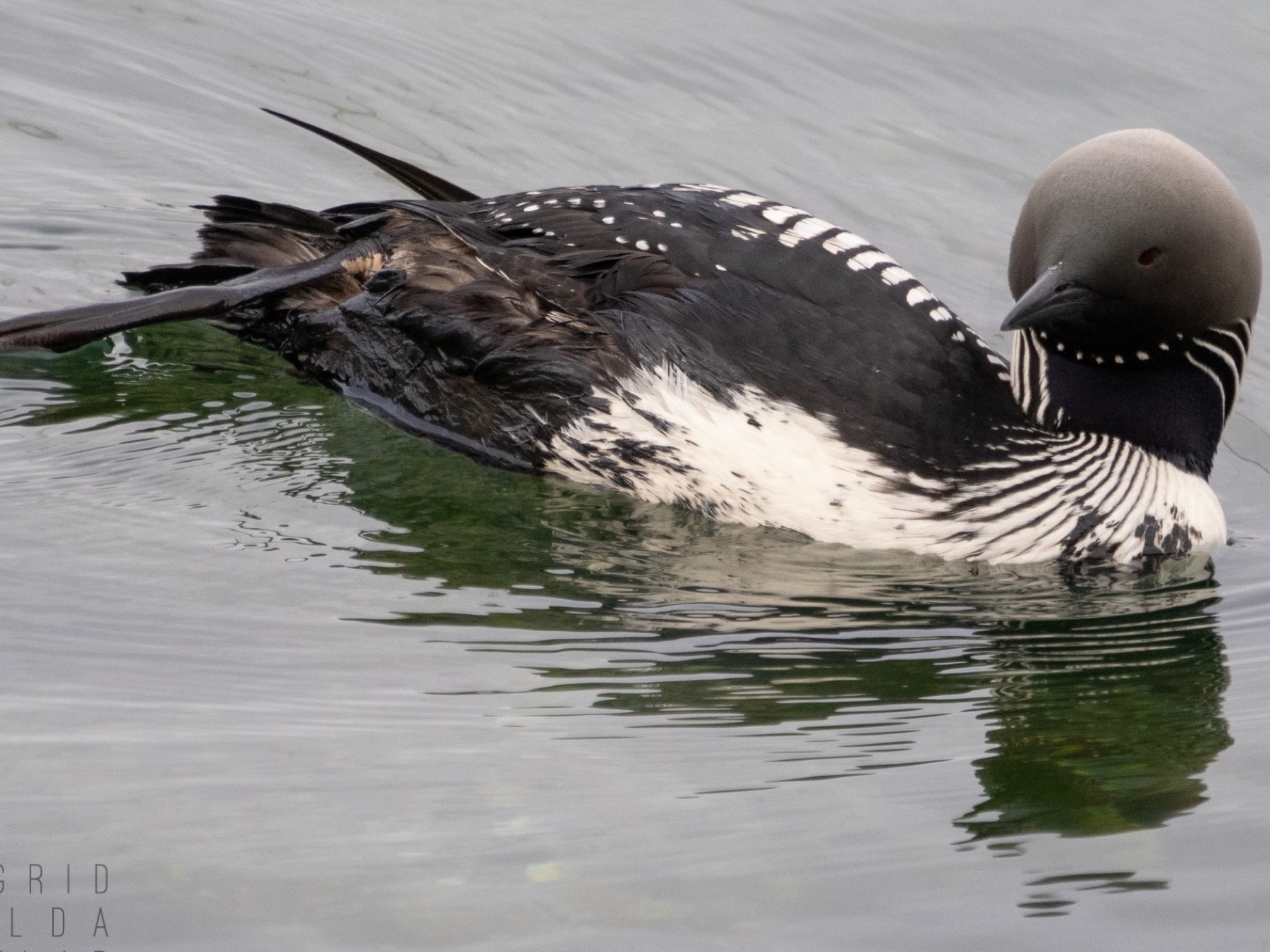 Oiled loon swimming on Monterey Bay, the feathers on its back and tail matted dark with oil.