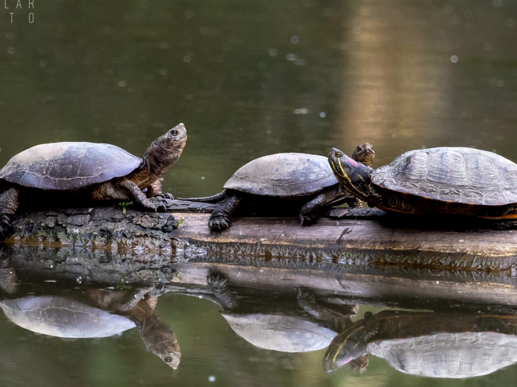 Two western pond turtles and a red-eared slider bask in a row on a log above still water.