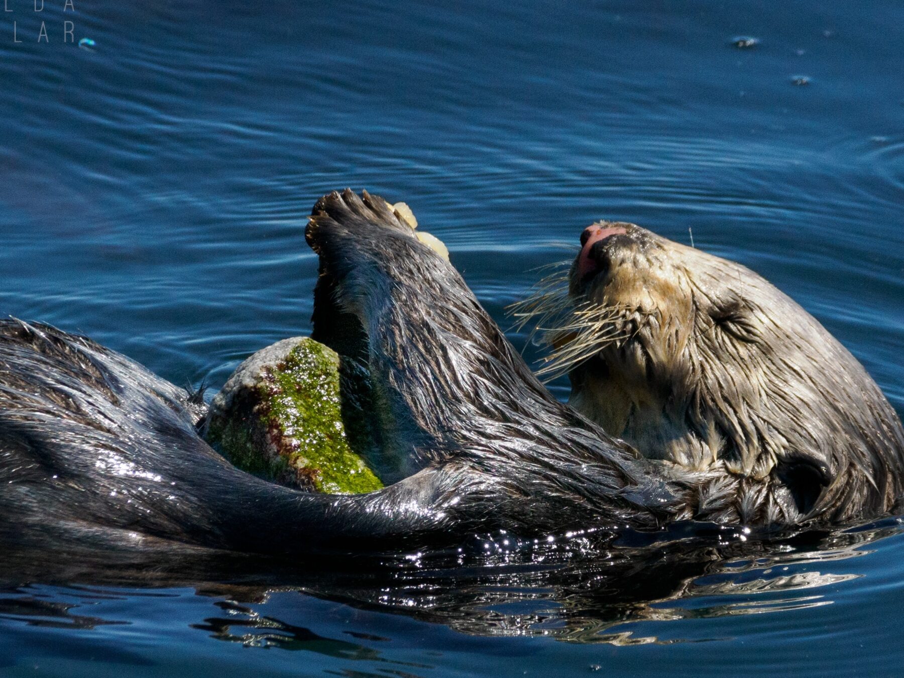 Sea otter floating on its back with the rock it uses as a tool resting on its chest.