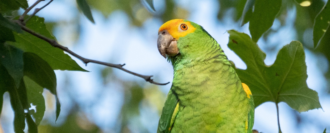 Yellow-headed amazon perched on a branch among leaves.