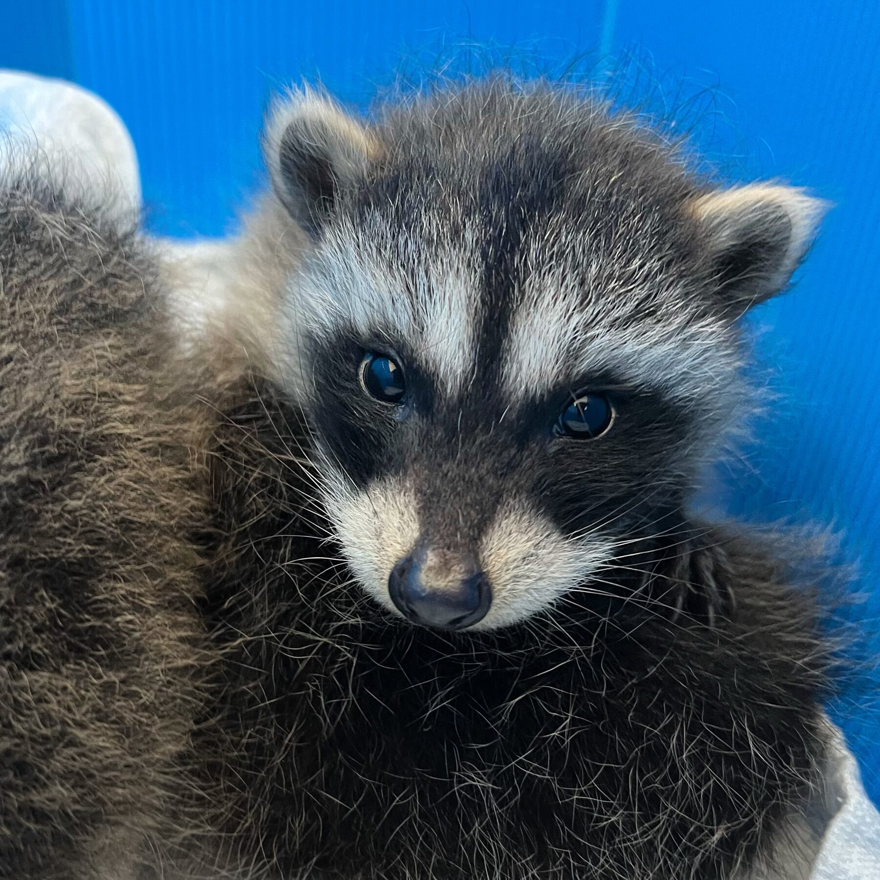 Young raccoon in care gazing at the camera from inside a blue-walled enclosure.