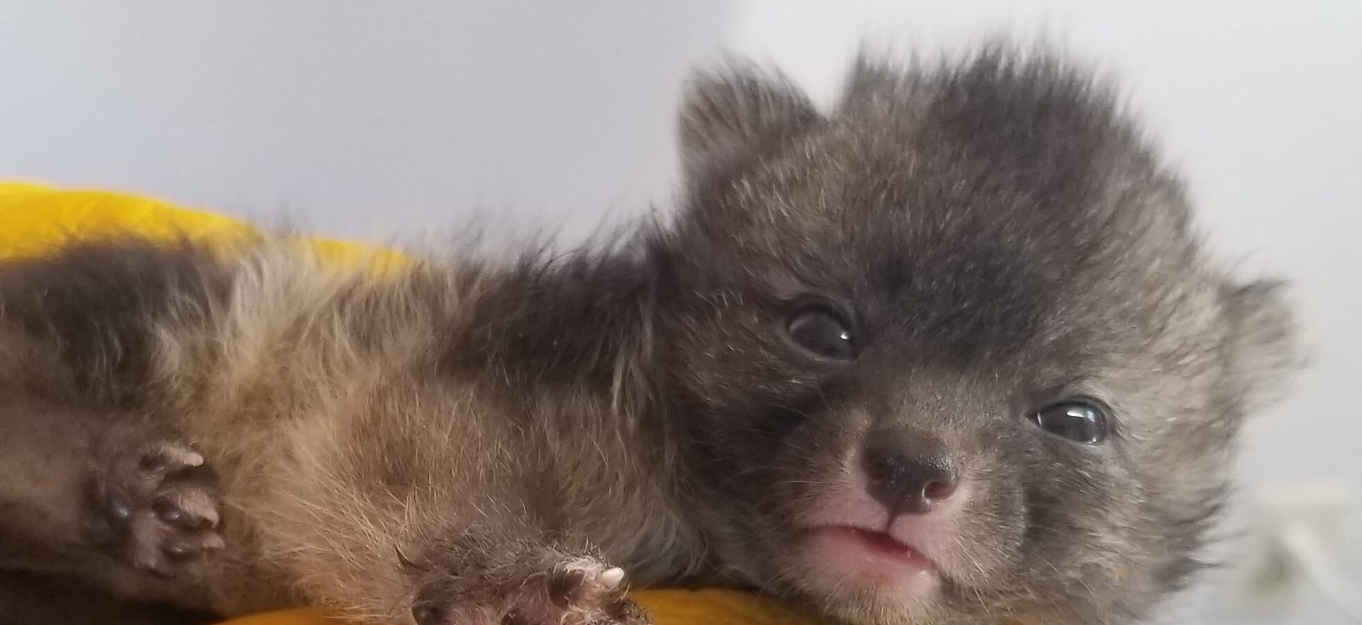 Gray fox kit in care resting its chin on a rehabilitator's yellow leather glove.