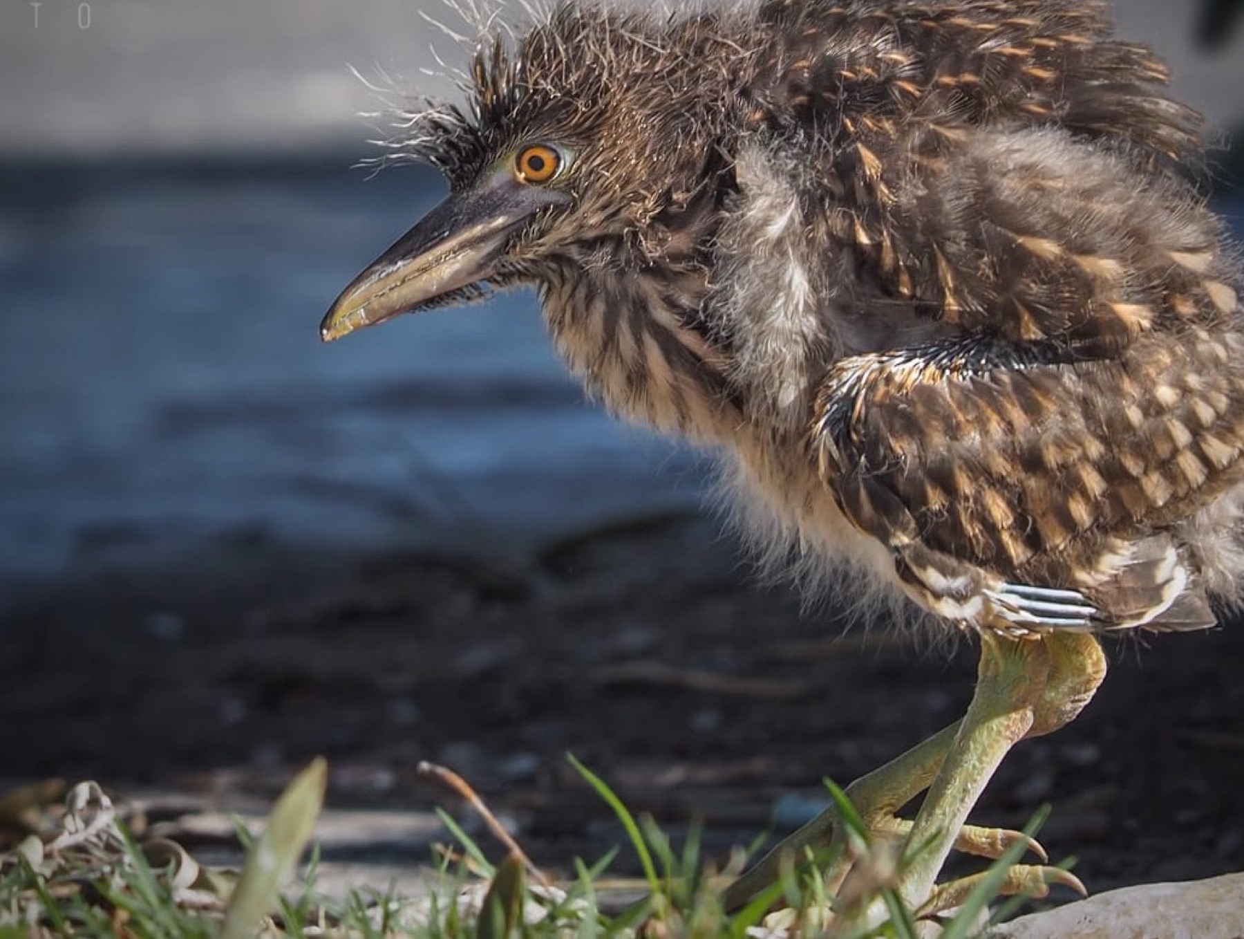 Downy night heron chick, fallen from its rookery, standing on the ground.