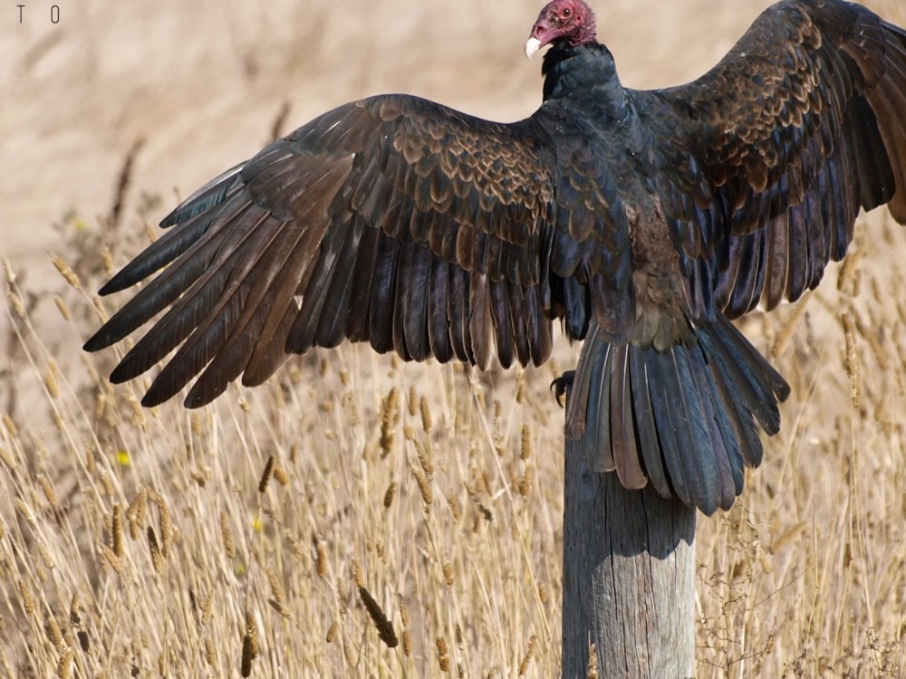 Turkey vulture spreading its wings on a fence post in dry grassland.
