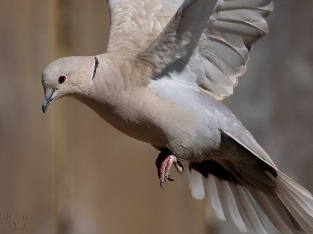 Eurasian collared dove in flight with its wings raised.