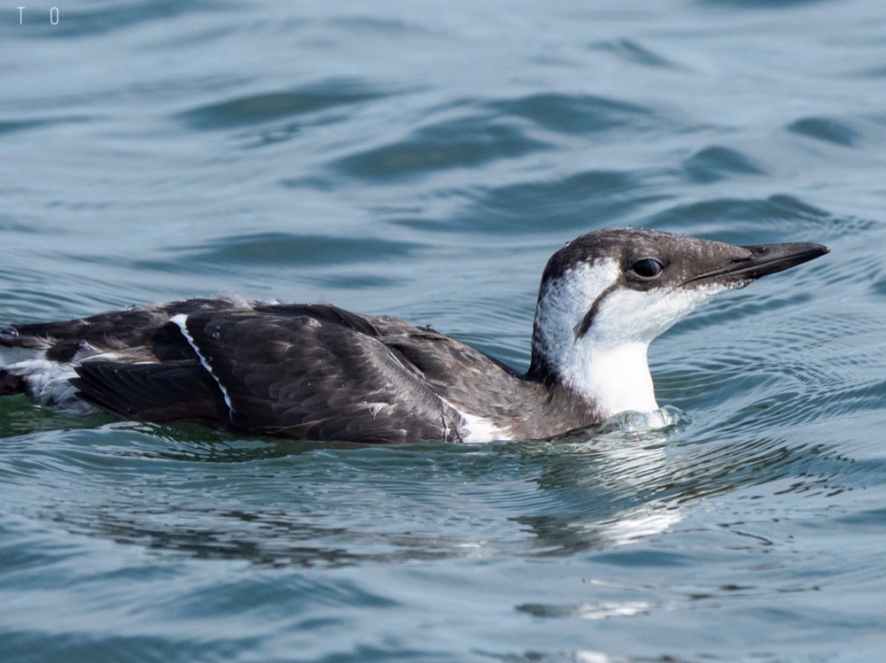 Common murre swimming on calm ocean water.