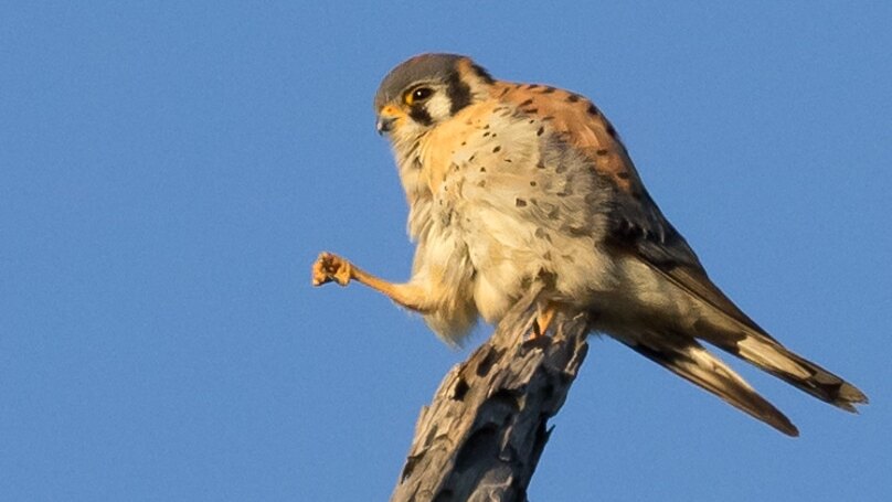American kestrel perched on a bare snag against a clear blue sky.