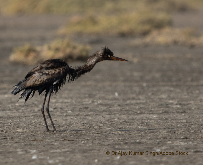 Heron covered in black oil