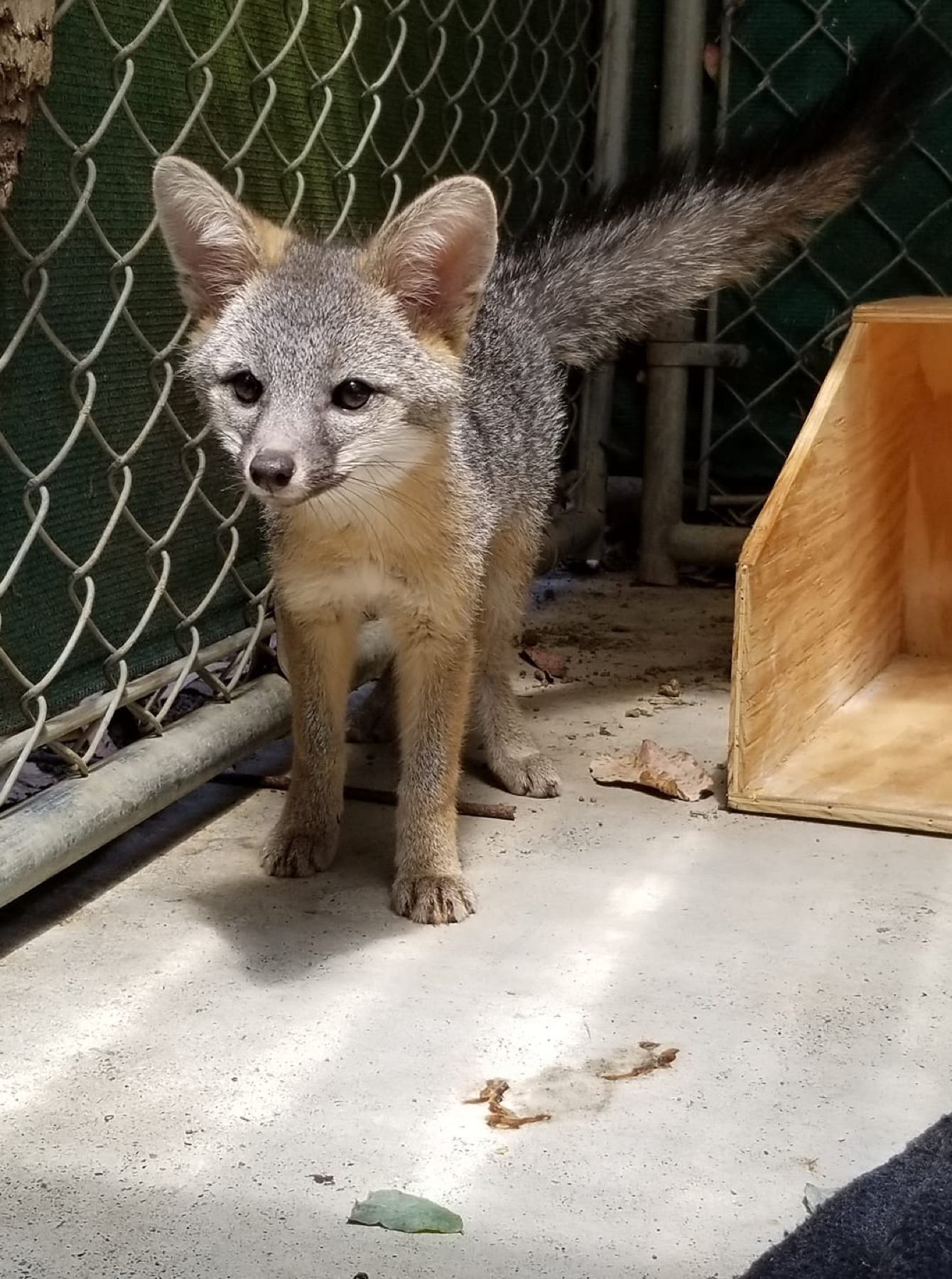 Juvenile gray fox in care standing beside a wooden den box.