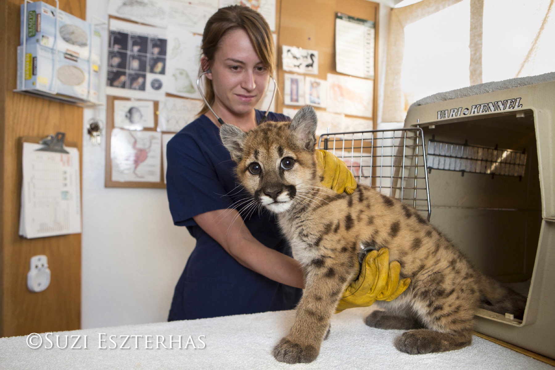 Wildlife rehabilitator in leather gloves listening to a mountain lion cub's heart with a stethoscope.