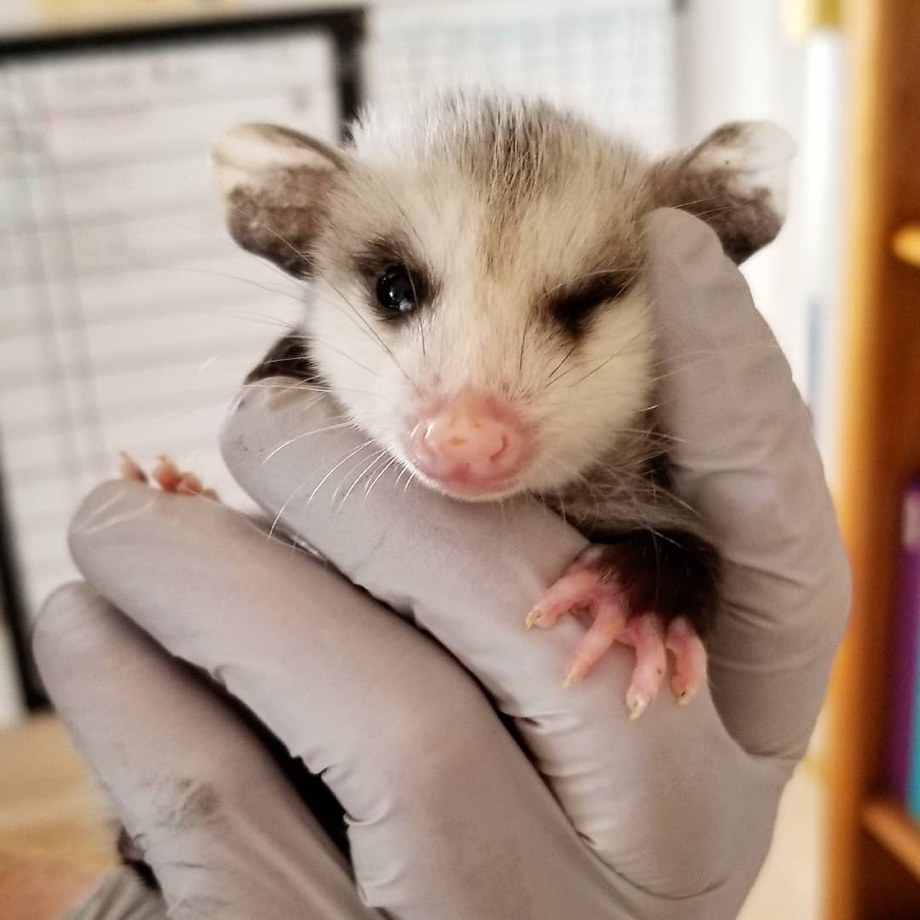 Young Virginia opossum held in a wildlife rehabilitator's gloved hand.