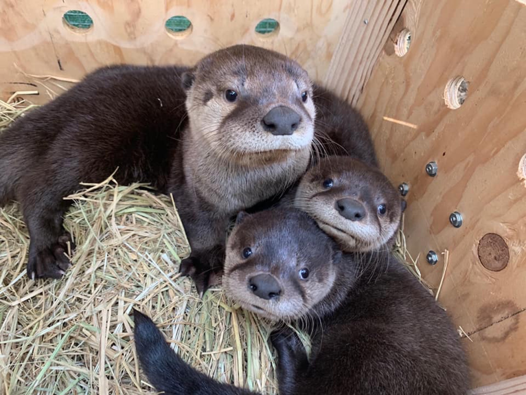 Three young river otters huddled together on straw in a wooden crate.