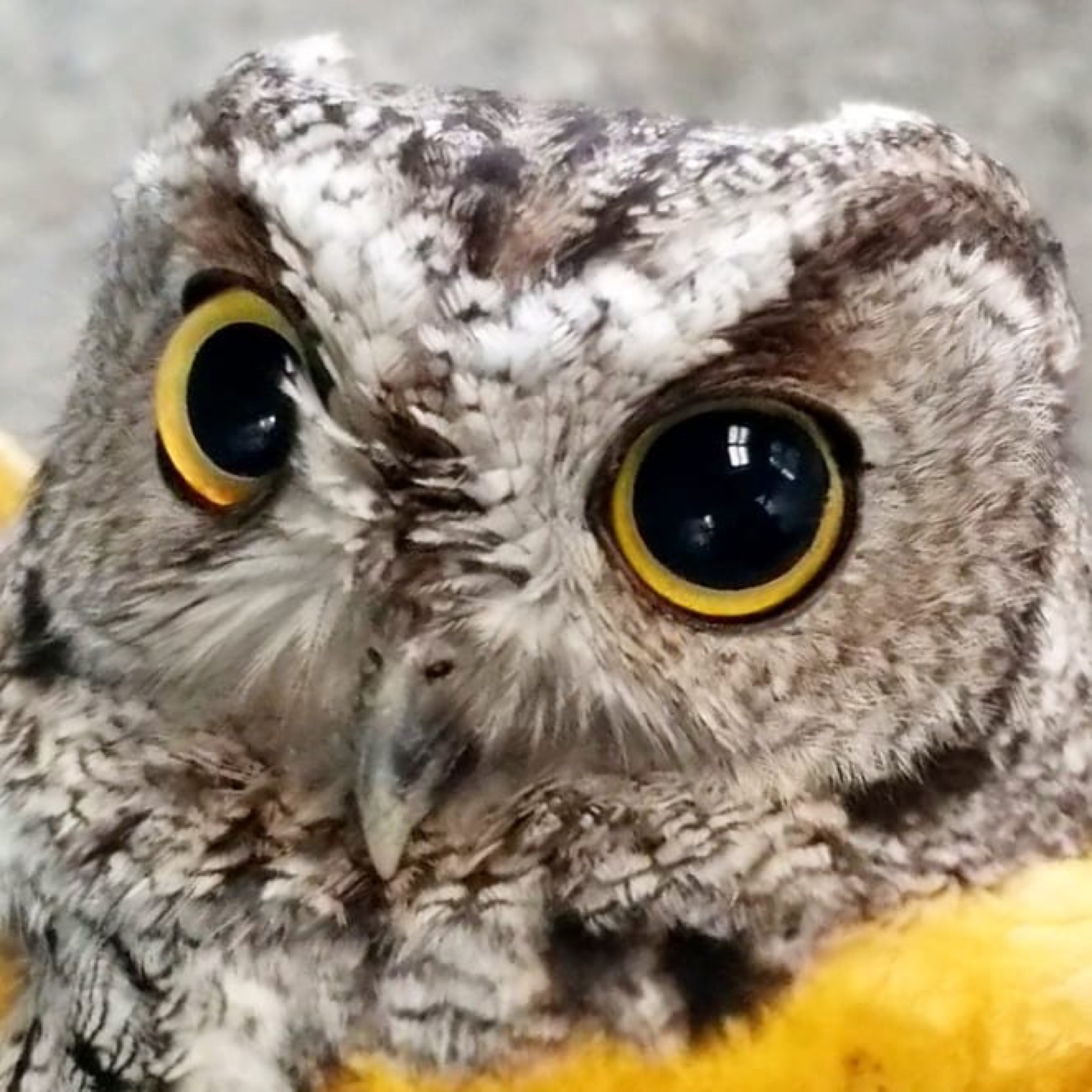 Close-up of a western screech owl's face and large yellow eyes.