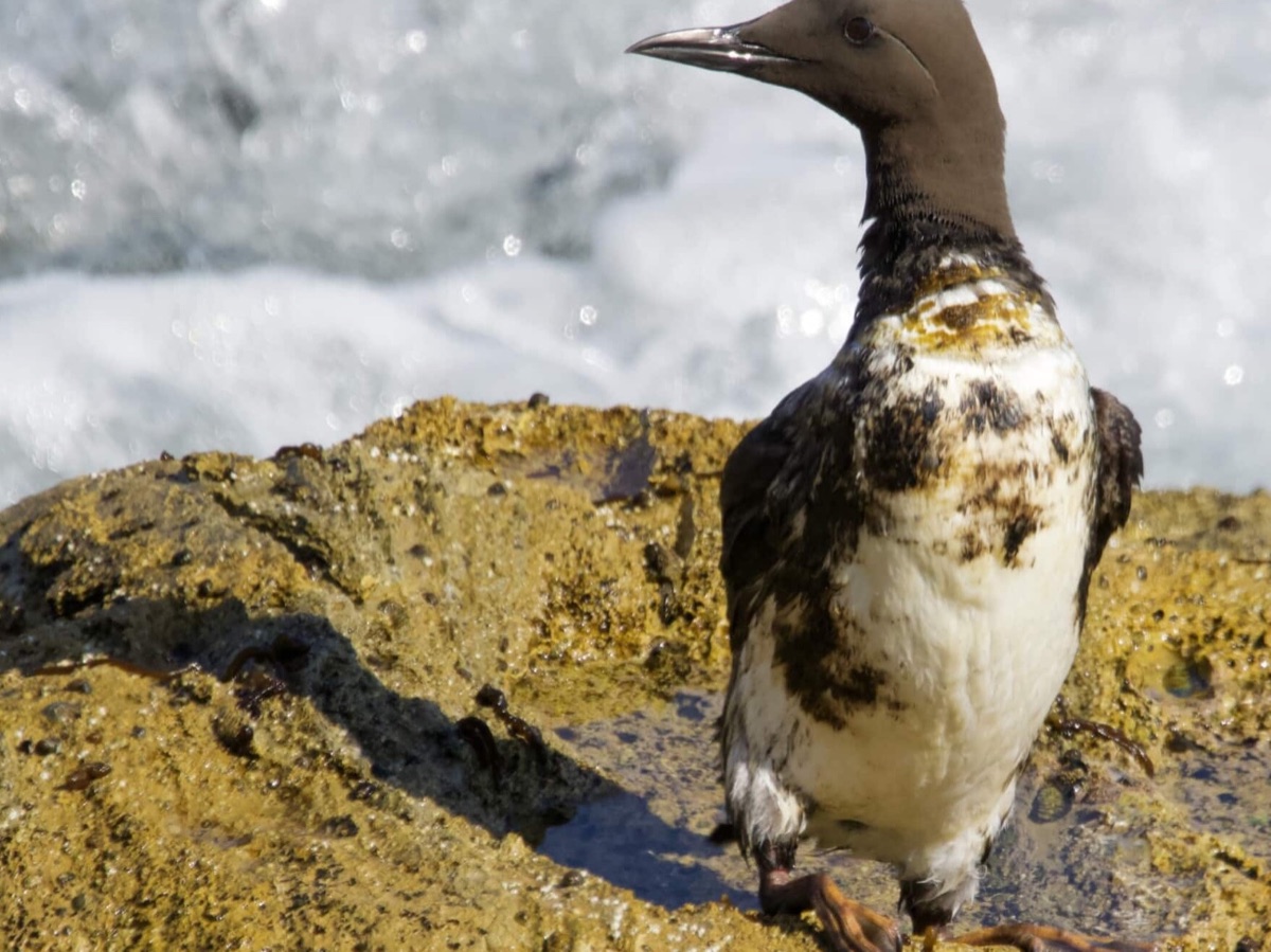 Oiled common murre standing on a rocky shore.