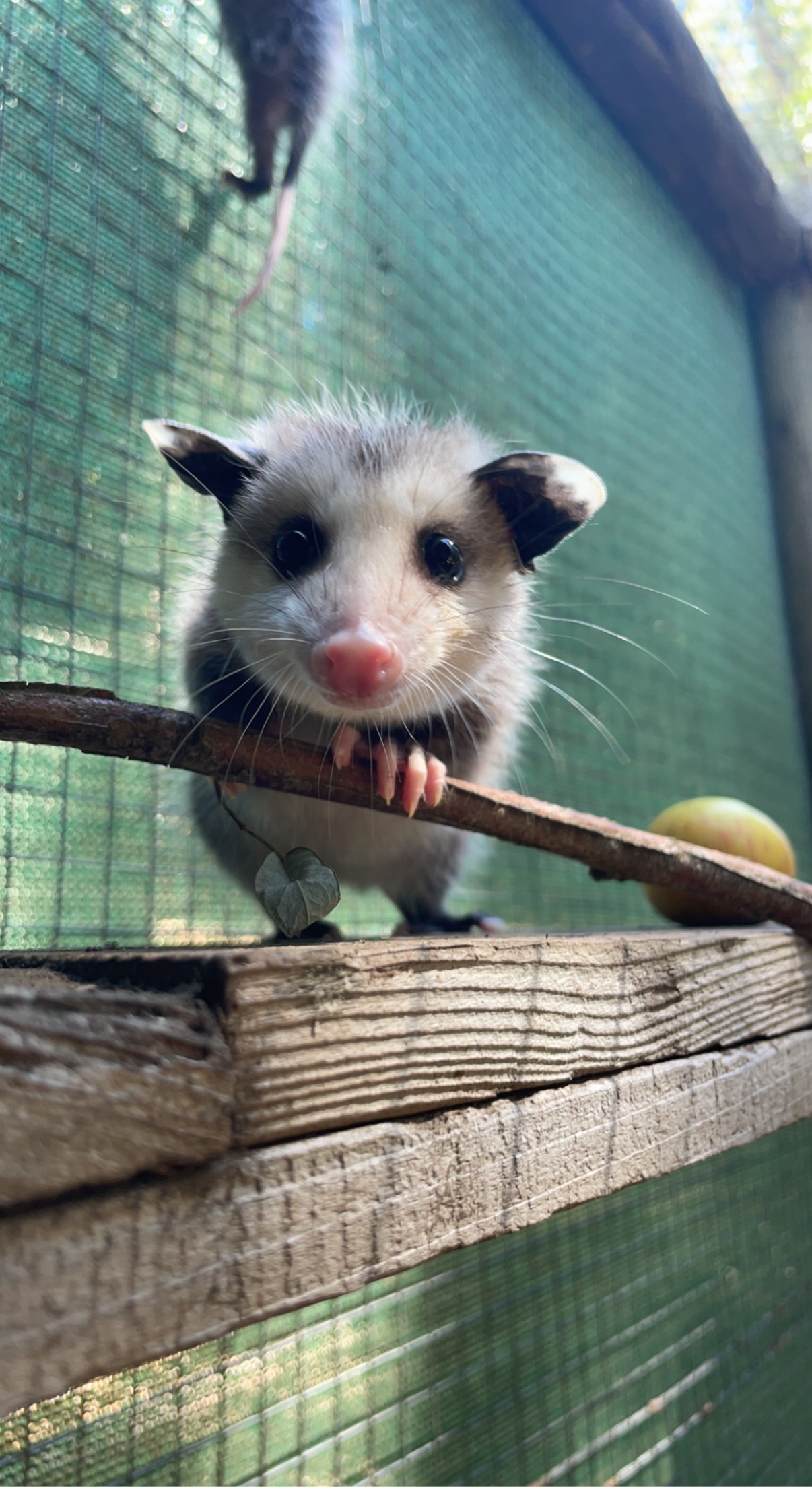 Juvenile opossum in a wildlife rehabilitation setting